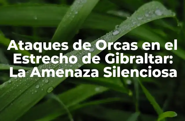 Ataques de Orcas en el Estrecho de Gibraltar: la Amenaza Silenciosa