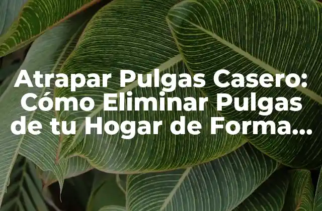 Atrapar Pulgas Casero: Cómo Eliminar Pulgas de Tu Hogar de Forma Natural
