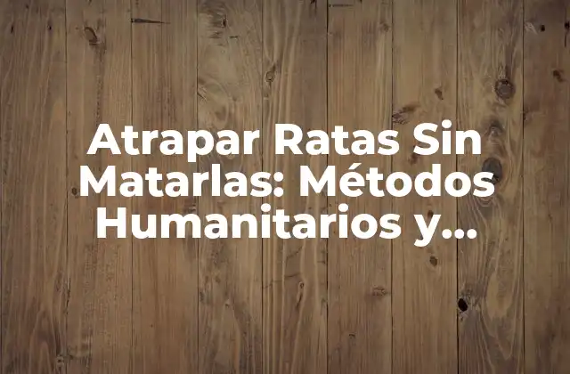 Atrapar Ratas sin Matarlas: Métodos Humanitarios y Efectivos para Controlar la Población de Roedores