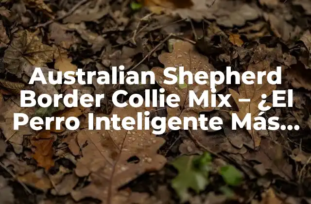 Australian Shepherd Border Collie Mix – ¿el Perro Inteligente Más Popular?