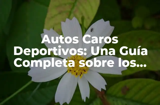 Autos Caros Deportivos: una Guía Completa sobre los Vehículos de Ensueño