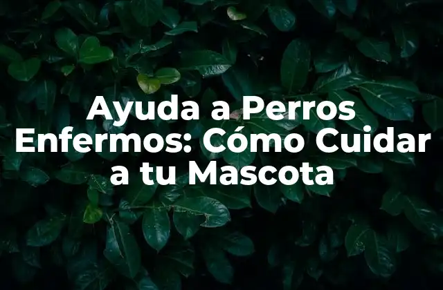 Identificar los Síntomas de Enfermedad en Perros