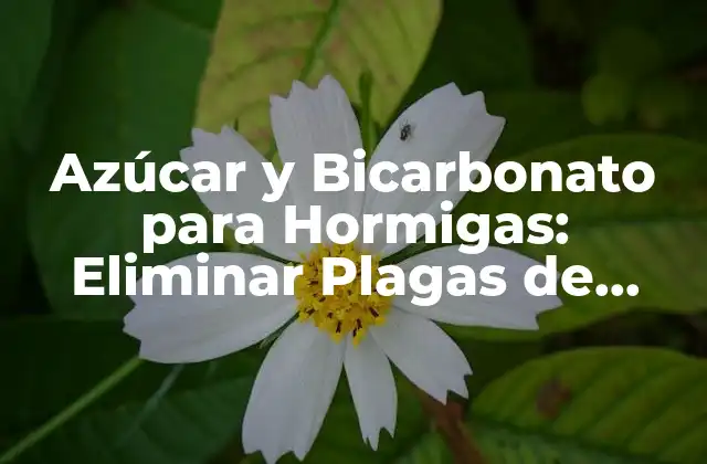 Azúcar y Bicarbonato para Hormigas: Eliminar Plagas de Forma Natural