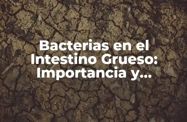 Bacterias en el Intestino Grueso: Importancia y Funciones
