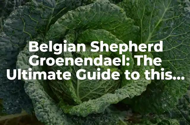 Belgian Shepherd Groenendael: The Ultimate Guide To This Majestic Breed