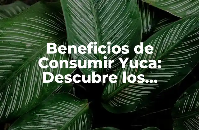 ¿Cuáles son los Nutrientesclave en la Yuca?