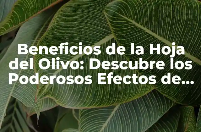 Beneficios de la Hoja Del Olivo: Descubre los Poderosos Efectos de Esta Hierba Milagrosa 2 ¿Qué es la Hoja del Olivo?