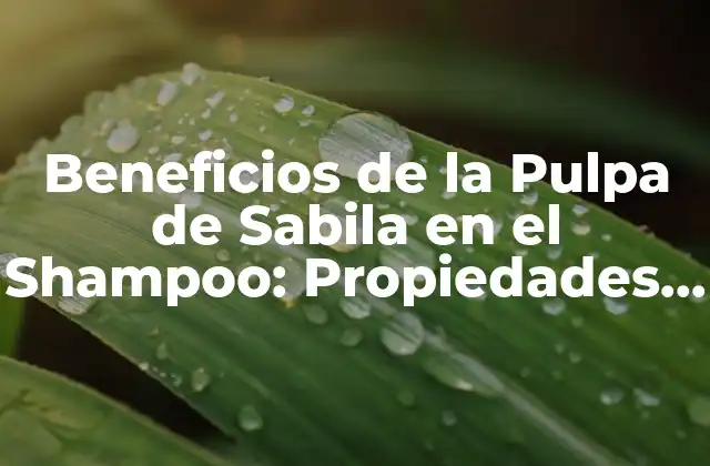 Beneficios de la Pulpa de Sabila en el Shampoo: Propiedades y Usos 2 ¿Qué es la Pulpa de Sabila y Cómo se Obtiene?