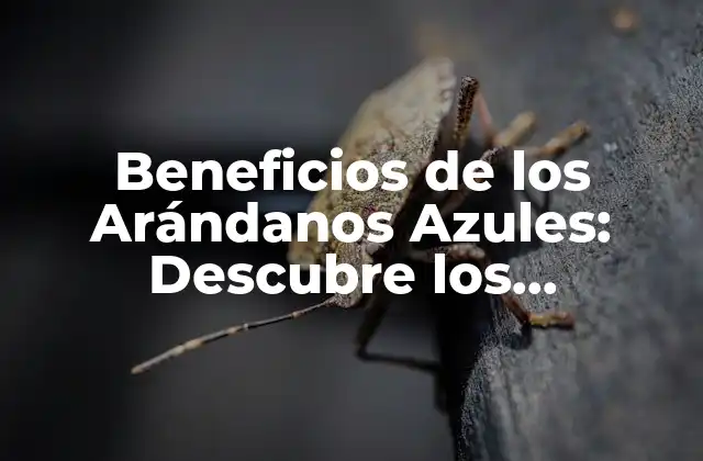 ¿Cuáles son los Beneficios de los Arándanos Azules para la Salud Ocular?