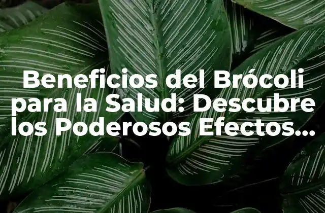 ¿Cuáles son los Nutrientes Clave del Brócoli?