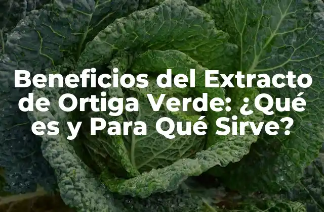 Beneficios Del Extracto de Ortiga Verde: ¿qué es y para Qué Sirve? 2 Composición Química del Extracto de Ortiga Verde