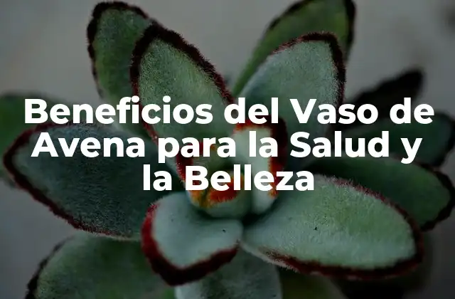 Beneficios Del Vaso de Avena para la Salud y la Belleza
