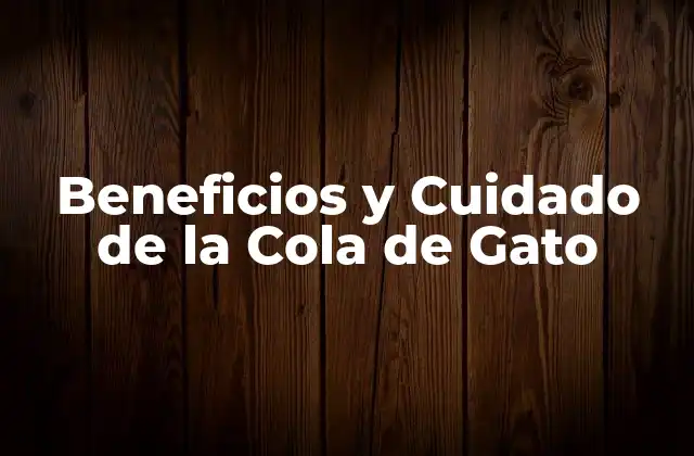 Beneficios y Cuidado de la Cola de Gato