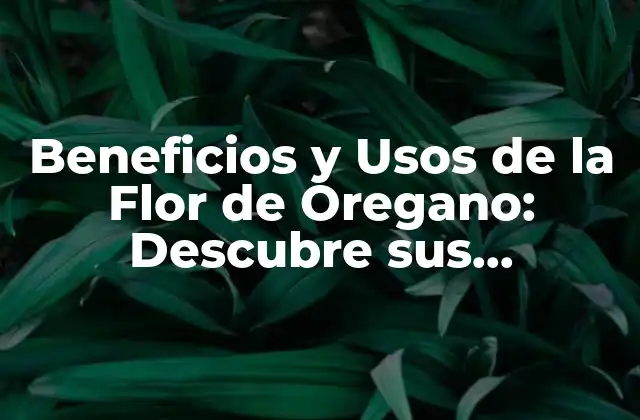 Beneficios y Usos de la Flor de Oregano: Descubre Sus Propiedades Medicinales