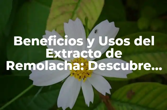 Beneficios y Usos Del Extracto de Remolacha: Descubre Sus Propiedades