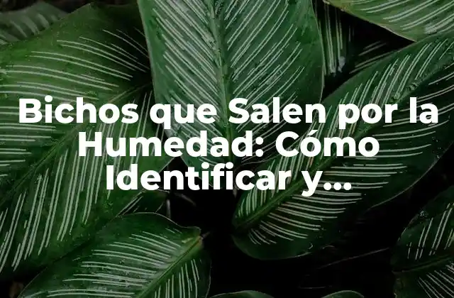 Bichos que Salen por la Humedad: Cómo Identificar y Eliminarlos