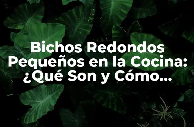 Bichos Redondos Pequeños en la Cocina: ¿qué Son y Cómo Eliminarlos?