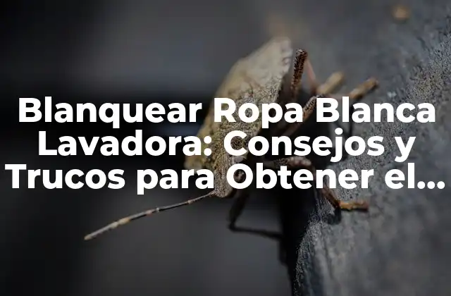 Blanquear Ropa Blanca Lavadora: Consejos y Trucos para Obtener el Mejor Resultado