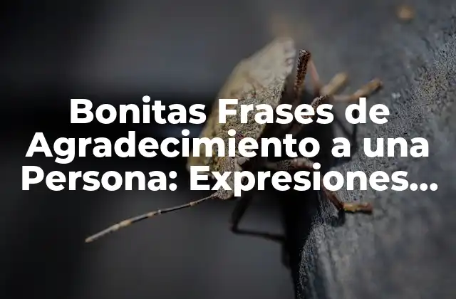 Bonitas Frases de Agradecimiento a una Persona: Expresiones de Gratitud