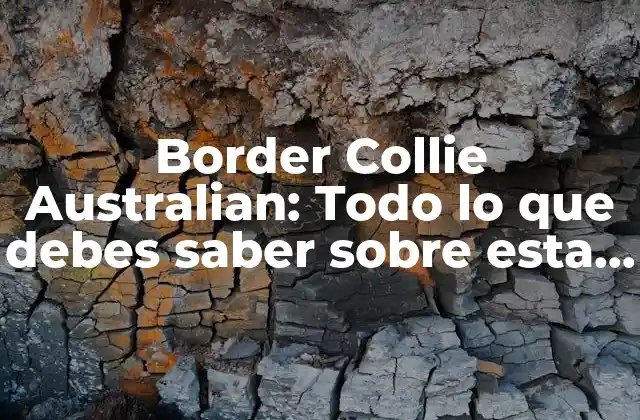 Border Collie Australian: Todo Lo que Debes Saber sobre Esta Raza de Perro