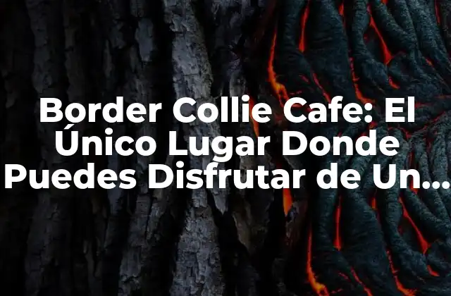 Border Collie Cafe: el Único Lugar Donde Puedes Disfrutar de un Café con Tu Mejor Amigo Canino