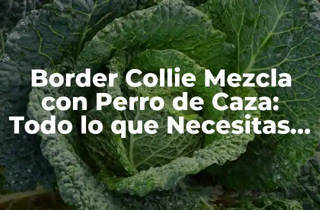 Border Collie Mezcla con Perro de Caza: Todo Lo que Necesitas Saber