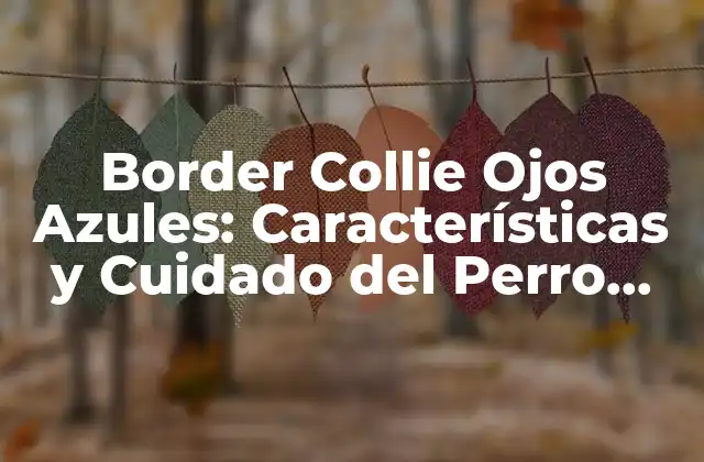 Border Collie Ojos Azules: Características y Cuidado Del Perro Más Inteligente
