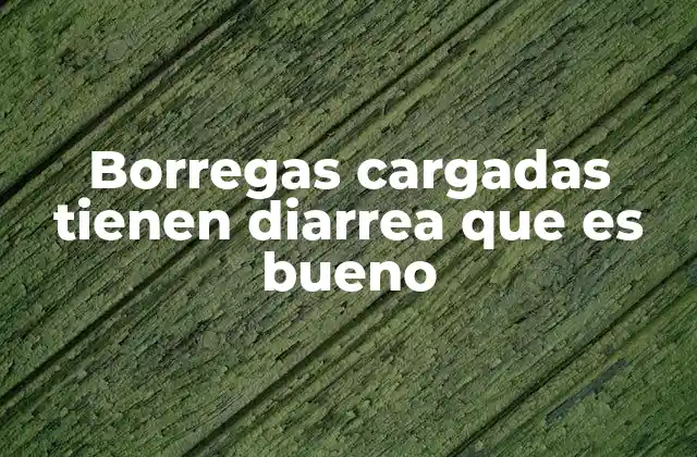 Borregas Cargadas Tienen Diarrea que es Bueno