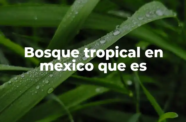 Bosque Tropical en Mexico que es