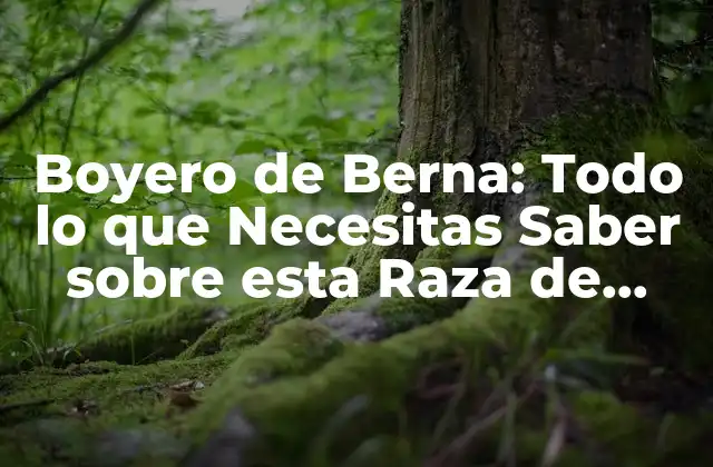 Boyero de Berna: Todo Lo que Necesitas Saber sobre Esta Raza de Perro