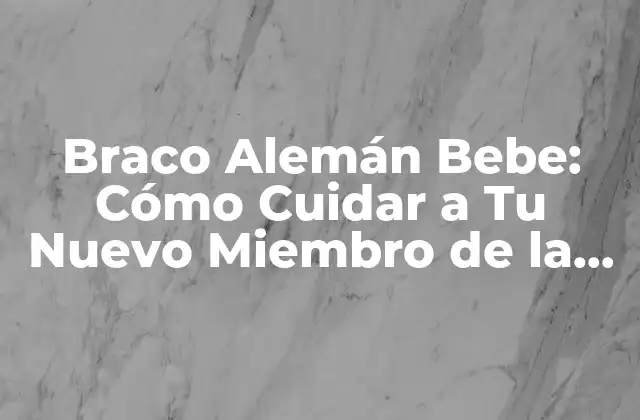 Braco Alemán Bebe: Cómo Cuidar a Tu Nuevo Miembro de la Familia