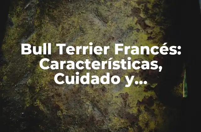 Bull Terrier Francés: Características, Cuidado y Adiestramiento Del Perro Más Amistoso