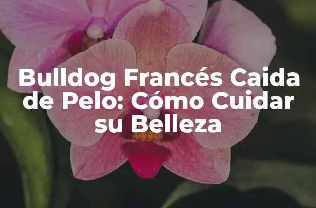 Bulldog Francés Caida de Pelo: Cómo Cuidar Su Belleza