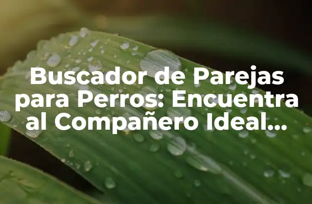 Buscador de Parejas para Perros: Encuentra Al Compañero Ideal para Tu Mascota
