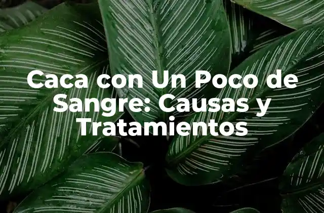 Caca con un Poco de Sangre: Causas y Tratamientos
