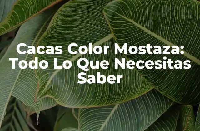 Cacas Color Mostaza: Todo Lo que Necesitas Saber