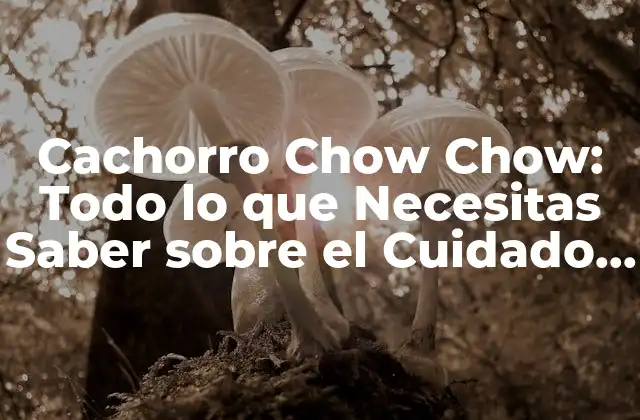 Cachorro Chow Chow: Todo Lo que Necesitas Saber sobre el Cuidado y Adiestramiento