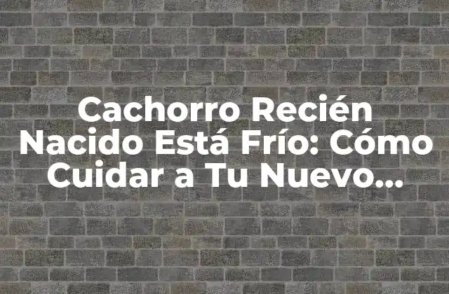 Cachorro Recién Nacido Está Frío: Cómo Cuidar a Tu Nuevo Compañero de Vida