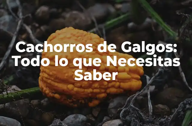 Cachorros de Galgos: Todo Lo que Necesitas Saber