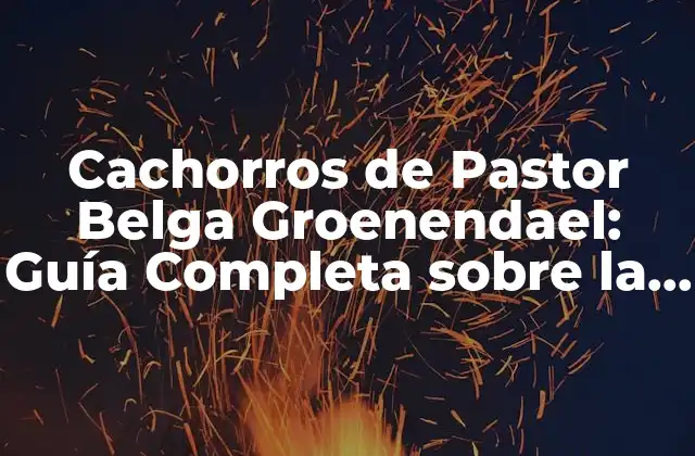 Cachorros de Pastor Belga Groenendael: Guía Completa sobre la Raza