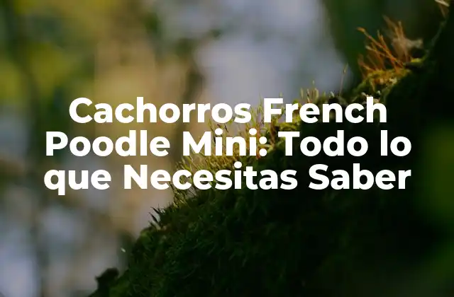 Cachorros French Poodle Mini: Todo Lo que Necesitas Saber