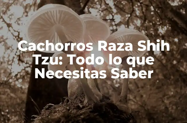 Cachorros Raza Shih Tzu: Todo Lo que Necesitas Saber