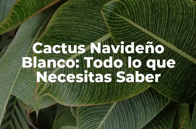 Cactus Navideño Blanco: Todo Lo que Necesitas Saber