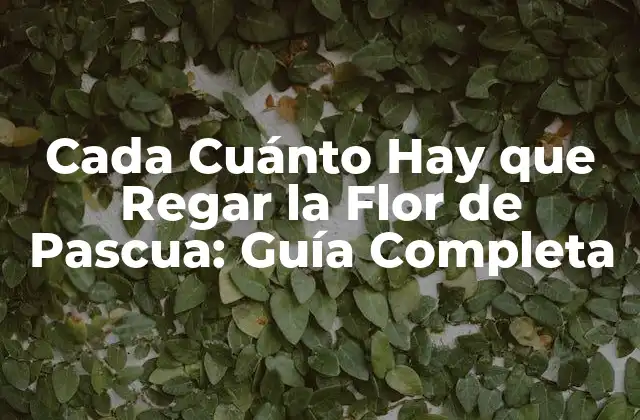Cada Cuánto Hay que Regar la Flor de Pascua: Guía Completa