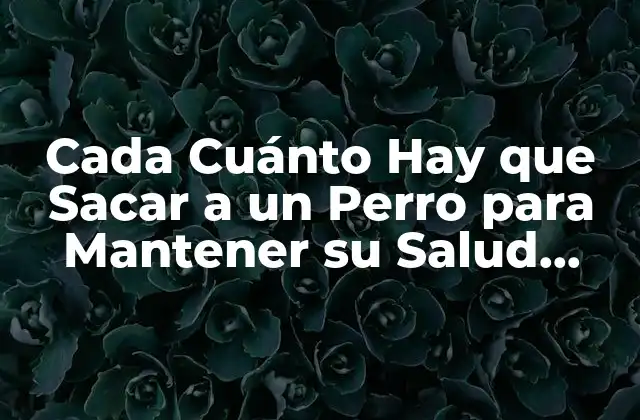 Cada Cuánto Hay que Sacar a un Perro para Mantener Su Salud Física y Mental