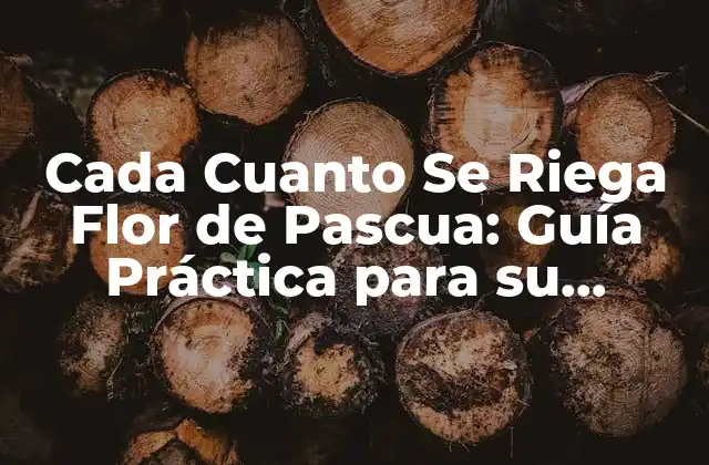 Cada Cuanto Se Riega Flor de Pascua: Guía Práctica para Su Cuidado 2 ¿Cuáles son las Condiciones Ideales para la Flor de Pascua?