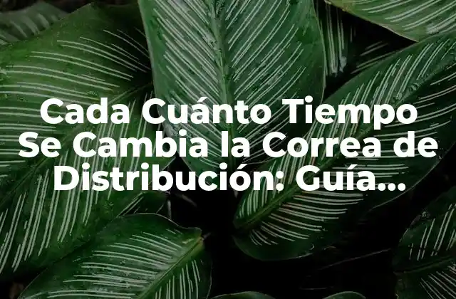 Cada Cuánto Tiempo Se Cambia la Correa de Distribución: Guía Completa