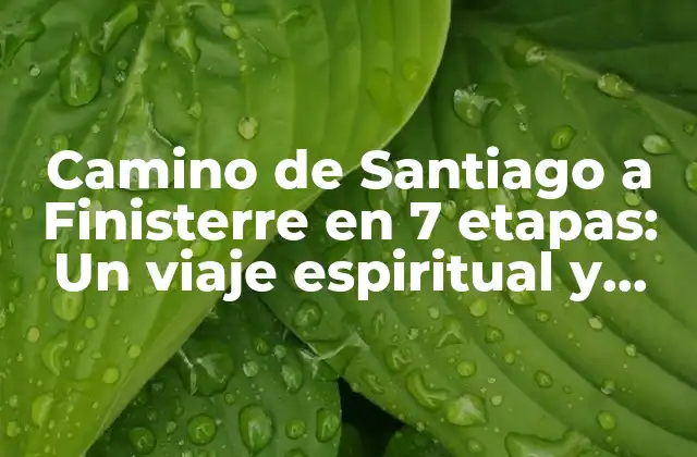 Camino de Santiago a Finisterre en 7 Etapas: un Viaje Espiritual y Emocionante