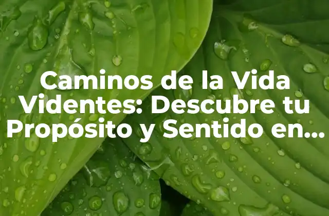 Caminos de la Vida Videntes: Descubre Tu Propósito y Sentido en la Vida