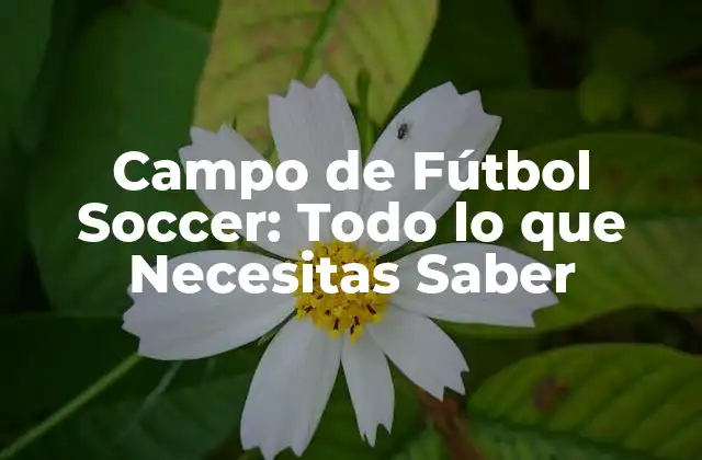 Campo de Fútbol Soccer: Todo Lo que Necesitas Saber